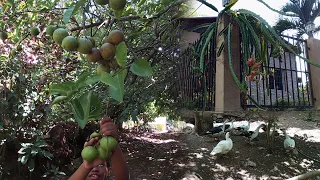 LA VIDA DEL CAMPO EN ALTAMIRA CON EL PRIMO