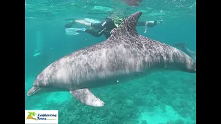 Schnorcheln ab Makadi bay Palace Resort Delfin Tour | Delfinschwimmen Makadi bay