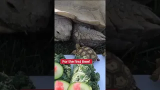 Baby Tortoises Meet Their Mom For The First Time! 😍🐢 #babytortoise #sulcata #sulcatatortoise #bab