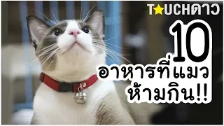 10 อาหารที่ห้ามให้แมวกินเด็ดขาด !!