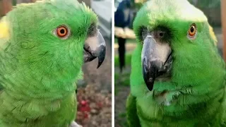 Parrot Has Bizarre Human Laugh