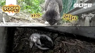 Mother Cat Bawling To Save Her Kitten Who Fell 10M Down