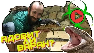 ЯД ВАРАНА! Действительно ли вараны ядовиты? / Конкурс!