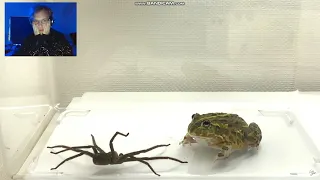 Reaction video to African Bullfrog Vs Huntsman Spider