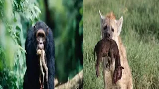 5 Animal Species That Eat Their Babies | Most Cruel Animal Parents In The World  | Versatile dani