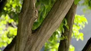 Carpinus caroliniana - American Hornbeam