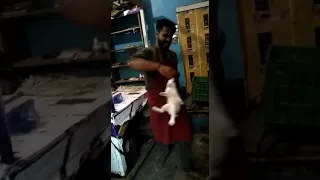 Islamic way of Slaughtering rabbit