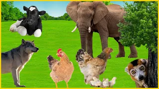 Animal Sounds: Wolf, Lemur, Chicken, Elephant, Cow, Dog, Zebra, Koala, Bear, Tiger, Peacock.