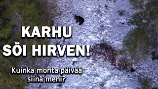 KARHU SÖI HIRVEN!