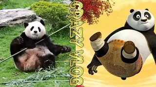 CraZy VloG #26 Kung Fu Panda In Real Life | Кунг-фу панда в реальной жизни