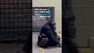 Gandali the chimp adorably reunites with mom after overnight vet stay #Shorts