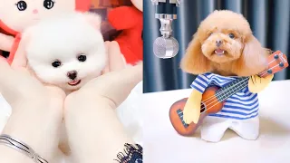 Cute and Funny Pomeranian Videos 76 #Shorts