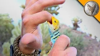 Collared Lizard Catches Me!