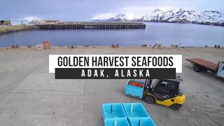 Live Alaska Golden King Crab Shipped to China