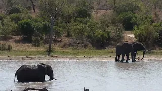 Djuma: Elephants with some enjoying water play - 10:14 - 09/21/2023