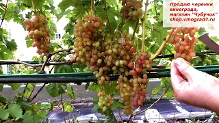 Виноград КИШМИШ ПРЕМЬЕР - ранний срок созревания, ягоды с мускатом, крупные грозди.