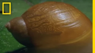 Zombie Snails | National Geographic