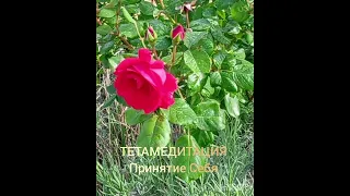 ТЕТАМЕДИТАЦИЯ 🌷ПРИНЯТИЕ СЕБЯ ☘️БЛАГОСЛОВЕНИЕ ОТ  ЖЕНЩИН РОДА🪶 ЗАПИСЬ В ПОТОКЕ С ЗАКРЫТОГО ЭФИРА.