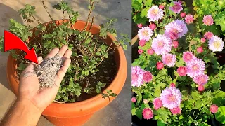 TOP 10 Chrysanthemum FLOWERING TIPS Nursery Hides From You