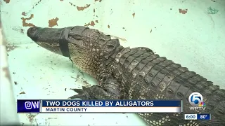 Two dogs killed by alligators