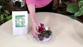 Cyclamen Care: What to Know