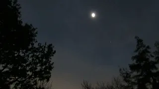 Flamingos freaking out at eclipse totality