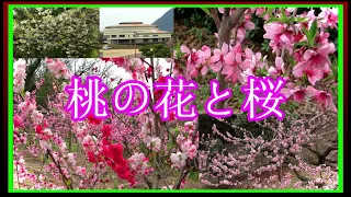 ●4k　2024年4月　桃の花と桜と讃岐富士　香川県【飯山総合運動公園】