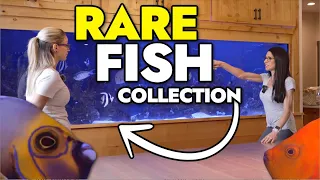 Exquisite Marine Fish Collection in Home Aquarium Featuring Clarion and Conspicuous Angelfish!