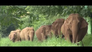 First time of 15 elephants observing new land - ElephantNews