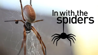 Get 'In With the Spiders' at ZSL London Zoo.