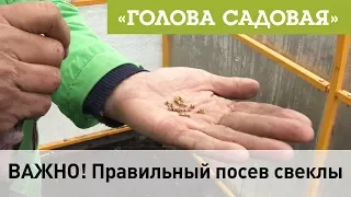 Голова садовая - ВАЖНО! Правильный посев свеклы