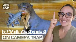 What is a giant river otter? | Candid Animal Cam