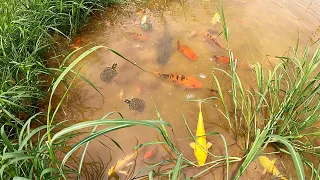 WOW!! Unbelievable Fishing Catching and Hunting Koi Blood Parrot Suckermouth Giant Oranda Goldfish