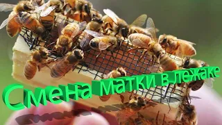 Профессор Кашковский: Смена маток в лежаках