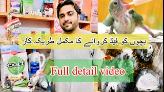 How to hand feed any parrot chicks 🐣 | Grey parrot| Green ringneck| Raw/alexandrine parakeet