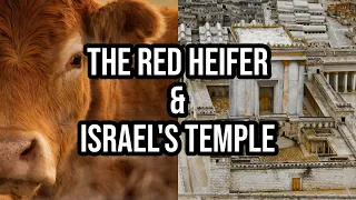 The Red Heifer & Israel's Temple