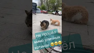 БЕДНЫЕ, ДОБРЫЕ, УЛИЧНЫЕ КОТИКИ