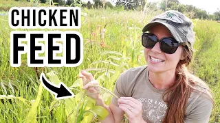 Grow These 5 Crops For FREE Chicken Feed | Self Sufficient Livestock Grain