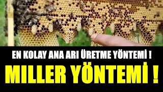 ANA ARI ÜRETİMİ/ EN KOLAY ANA ARI ÜRETME YÖNTEMİ! MİLLER YÖNTEMİ!