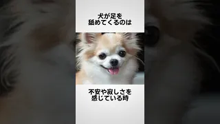 犬に関する面白い雑学 #shorts