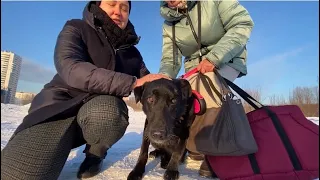 Собаку-невидимку Тишку увидели и забрали из приюта домой! Приют «Щербинка». Проект @sobakauzao