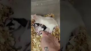Сравниваю крысят с мышатами новорожденными)