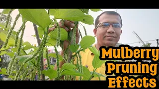 Pruning effects of Mulberry Plant | আপনার গাছেও হবে মালবেরী