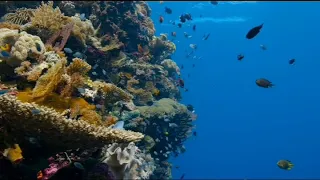 Disneynature's Dolphin Reef - Coral Reef