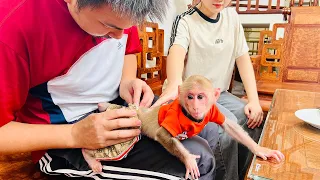 So lovely! BiBi monkey's molt makes his Mom worried