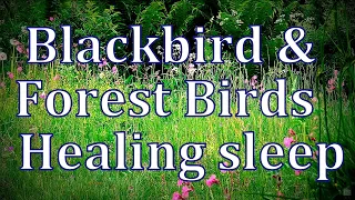 Blackbird & Forest Birds singing - 10 hours -  for healing relax sleep - no ads