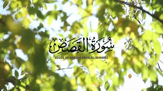 Surah Al-Qasas by Voice of Sheikh Saad Al-Ghamdi - Tilawat-E-Quran-E-Pak #quran #tilawat #islam #uae