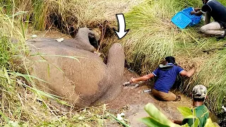 Treatment to debilitated Elephant begging for life in a canal with deep torment and pain