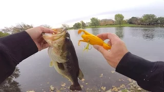 Baby DUCK Lure Fishing Challenge?