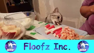 SNEAKY CATS STEALING FOOD!